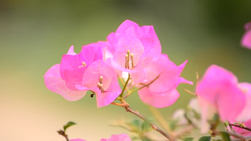 Bougainvillea Stock Footage Video (100% Royalty-free) 3487826 ...