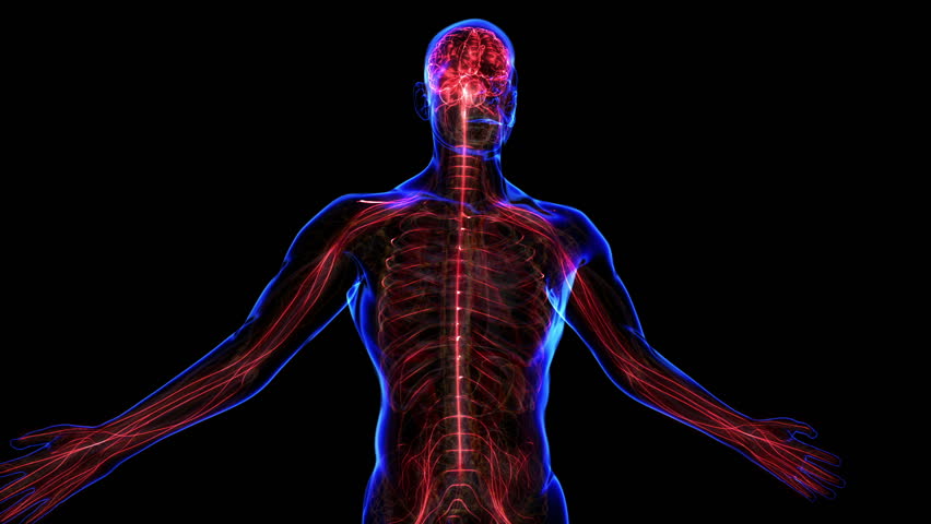 All Human Body Systems. Transition Body - Nervous System ...