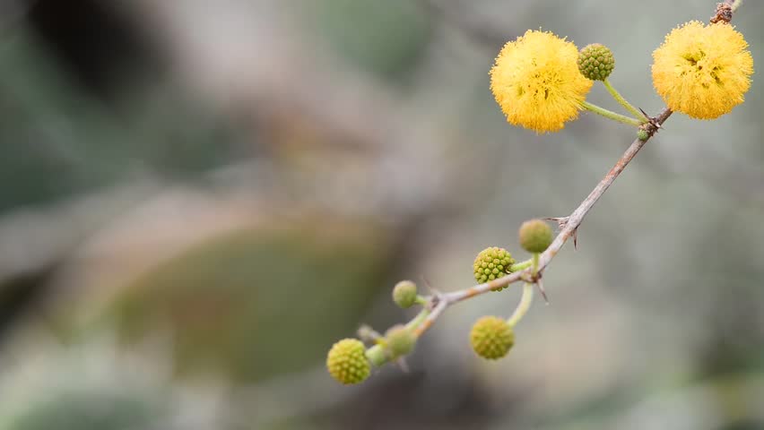Header of Acacia decurrens