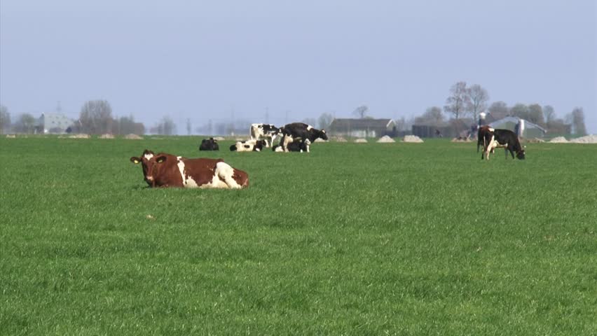 Holstein-Friesian Dairy Cattle Graze In Dutch Polder Landscape At ...