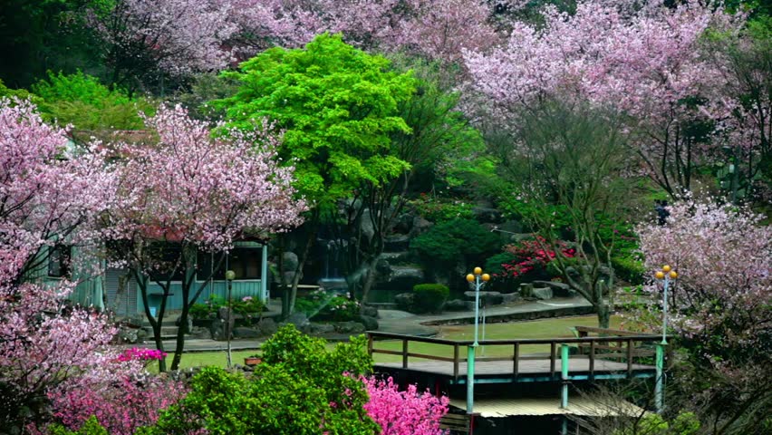 Beautiful Sakura Place In Taiwan วิดีโอสต็อก 3558527 | Shutterstock