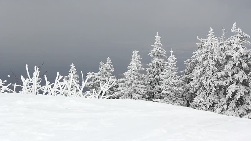 Snow Falling On Trees Snow Falling On Trees
