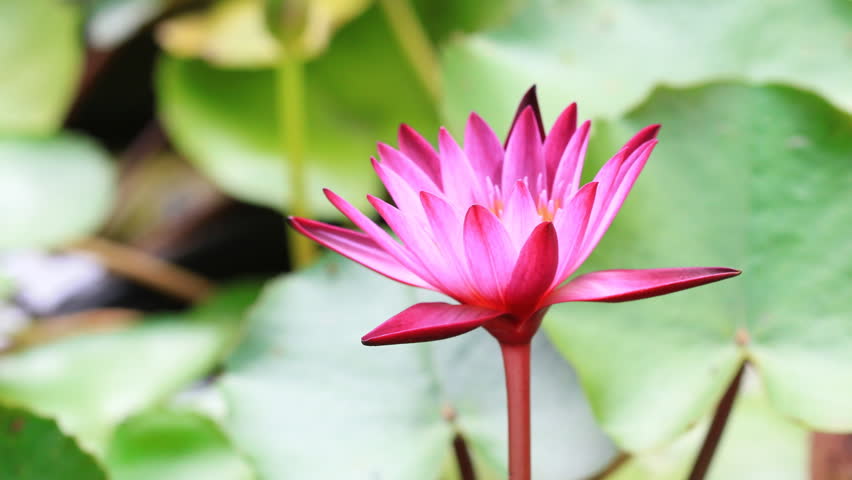Time Lapse Shutting Petal Of Lotus Flower Stock Footage Video Time Lapse Opening Of Water Lily Flower Hd Stock Footage Clip