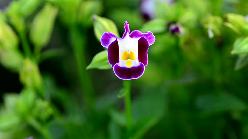 Header of Torenia