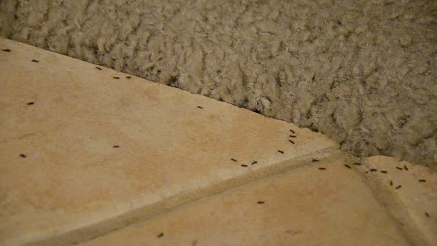 ants in carpet what to do - carpet the honoroak