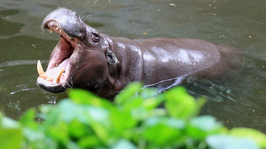 Large Hippo Bull (Hippopotamus Amphibius) Yawning With Gaping Mouth ...