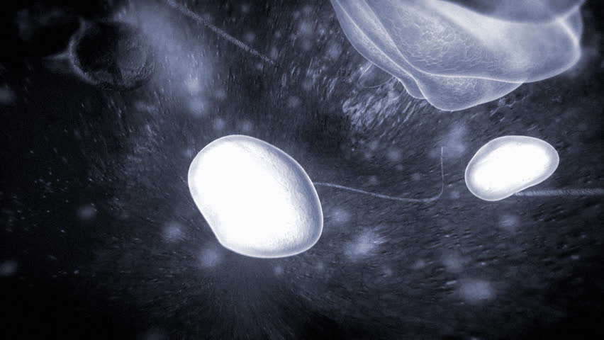 Header of Golgi
