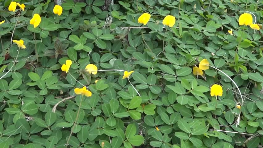 Small Yellow Flowers Over A Lush Green Leaves Stock Footage Video Small Yellow Flowers Over A Lush Green Leaves Hd Stock Video Clip