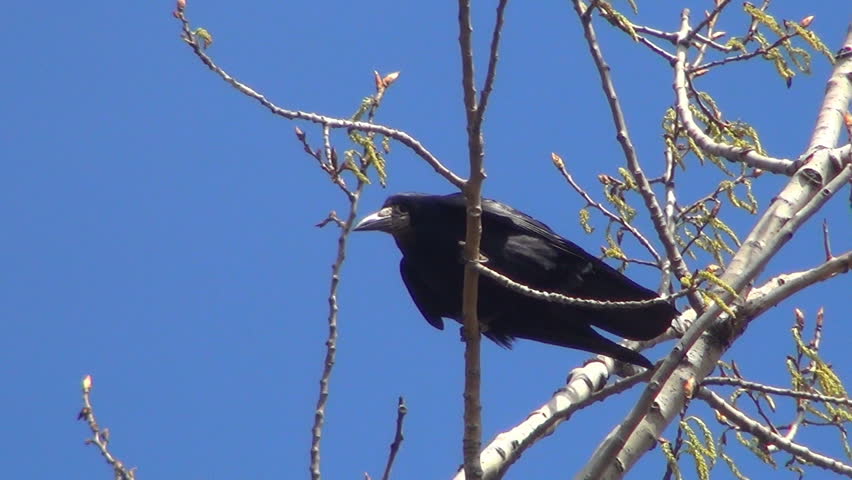 Stock Video Clip of Crow Sitting on a Bare Branch, Crowing | Shutterstock