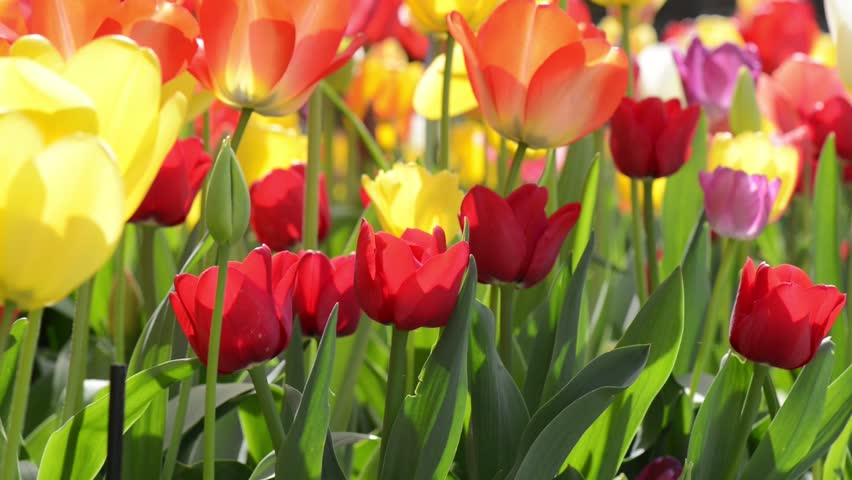 Tulips Blowing In The Wind Stock Footage Video 3722771 - Shutterstock