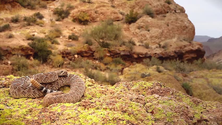 Are Diamondback Rattlesnakes Endangered Are Diamondback Rattlesnakes Endangered