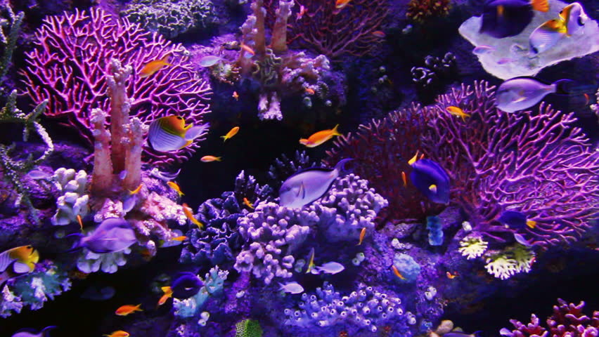 tropical fish and corals underwater