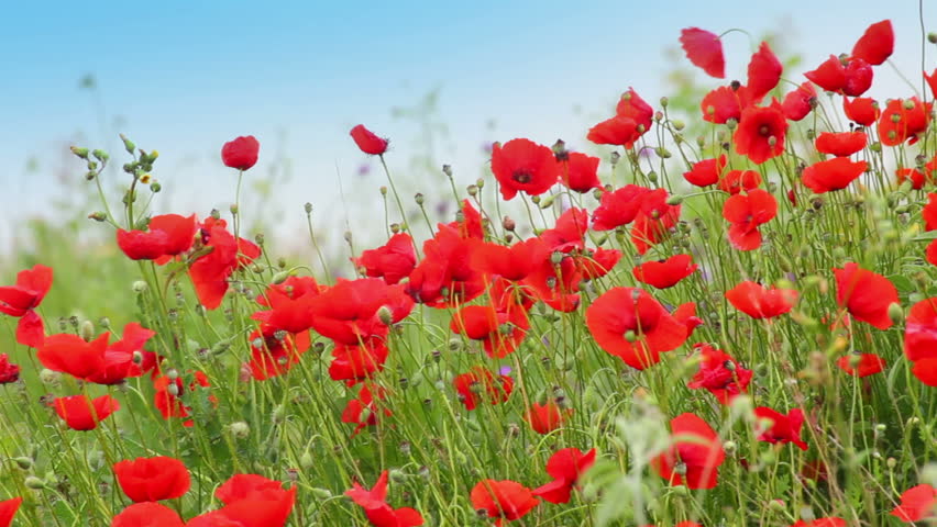 Poppy Flowers Waving In The Wind Stock Footage Video 2396435 | Shutterstock