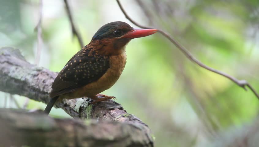Header of Actenoides hombroni