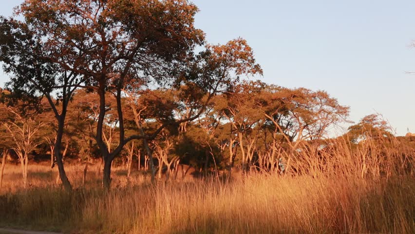 Lion and Cheetah Park, Harare, Stock Footage Video (100% Royalty-free ...