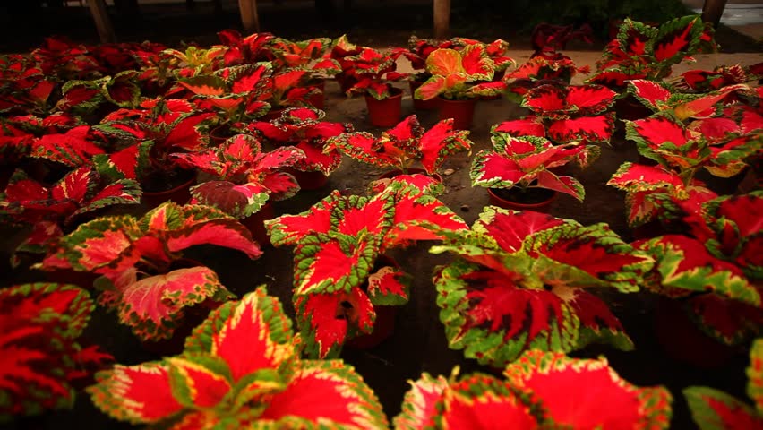 Header of vivarium