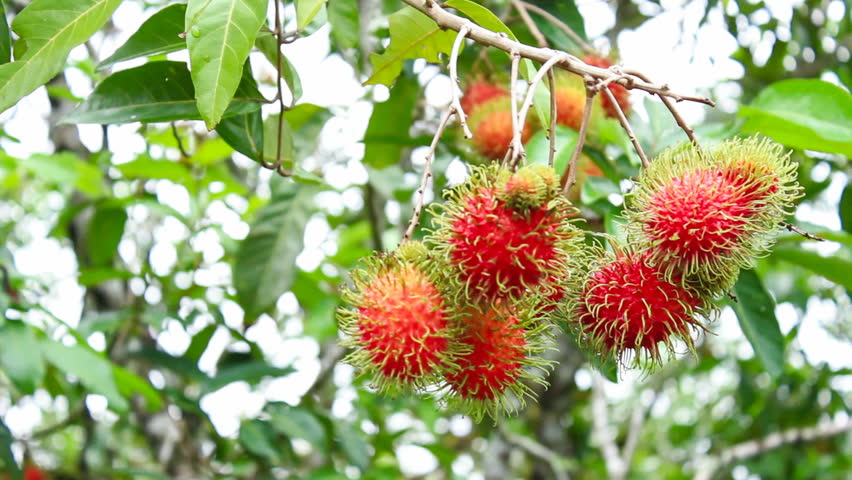 Panning Shot Of Rambutan Tree, After Rain Stock Footage Video 4311251 ...