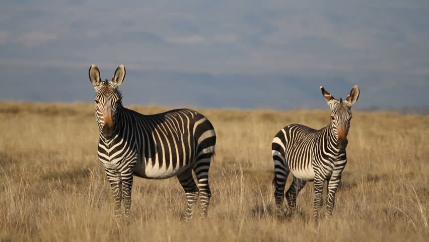 Cape Mountain Zebras (Equus Zebra) In Open Grassland, Mountain Zebra ...