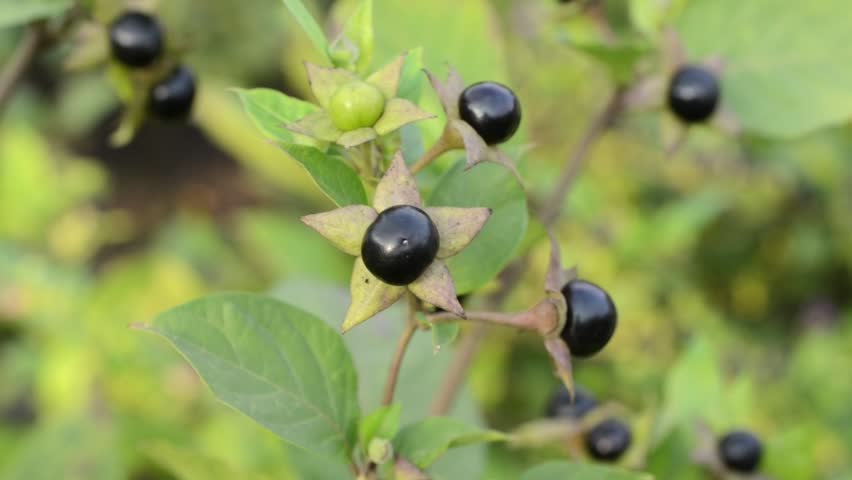 Deadly Nightshade Stock Footage Video | Shutterstock