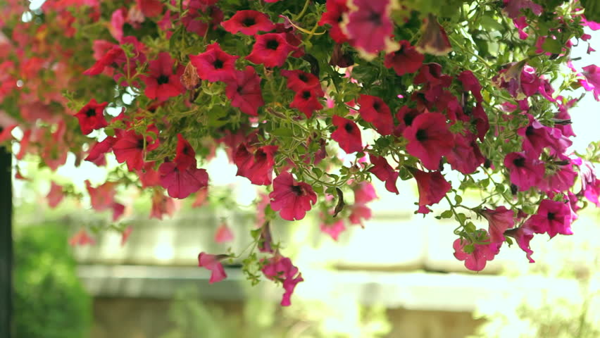 Header of pendulous