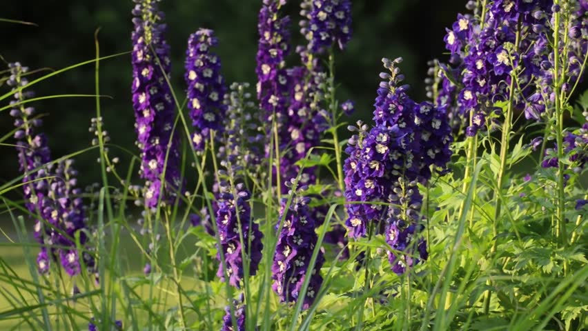 Header of larkspur