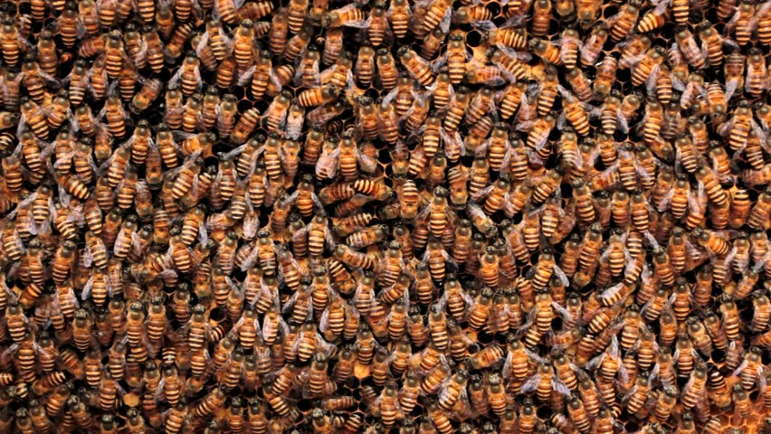 Header of nectar