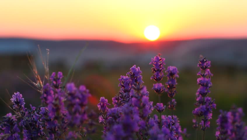 Purple Flower Field landscape image - Free stock photo - Public Domain ...