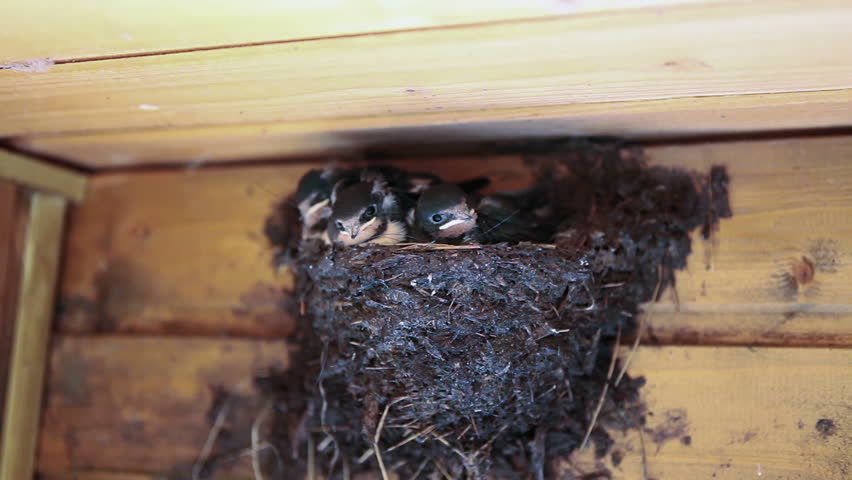 Под крышей дома свили гнездо. Гнездо под крышей. Ласточки свили гнездо под крышей дома. Ласточка свила гнездо под крышей. Птицы свили гнездо под крышей дома.