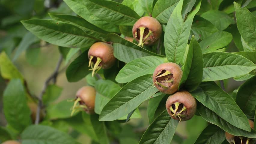 Header of Mespilus germanica