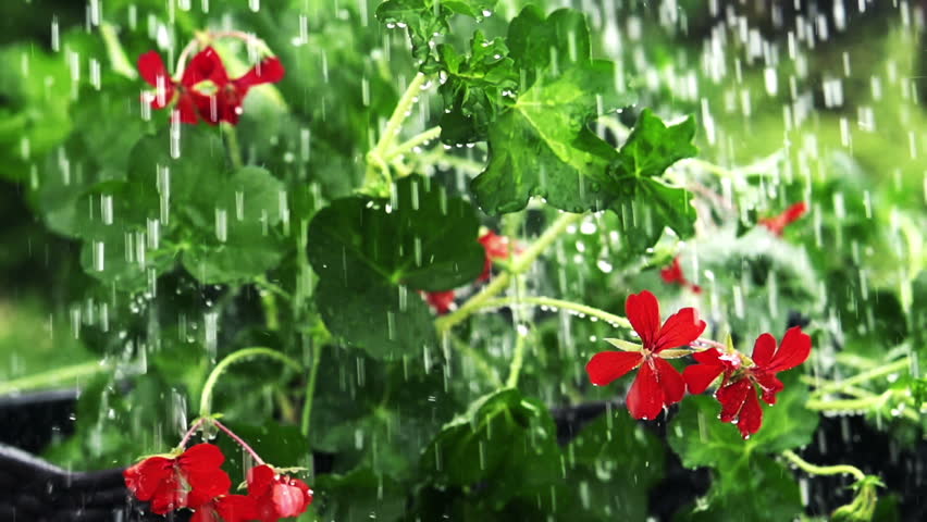 Rain Falling On Flowers Rain Falling On Flowers