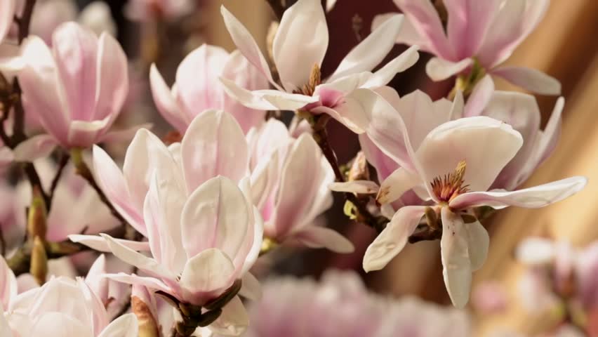 Magnolia Stock Footage Video | Shutterstock