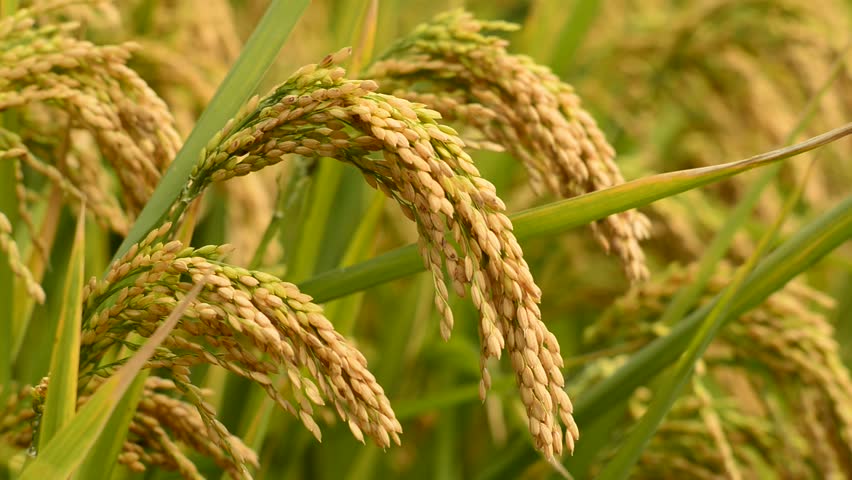 Rice Crop Stock Footage Video 4916168 | Shutterstock