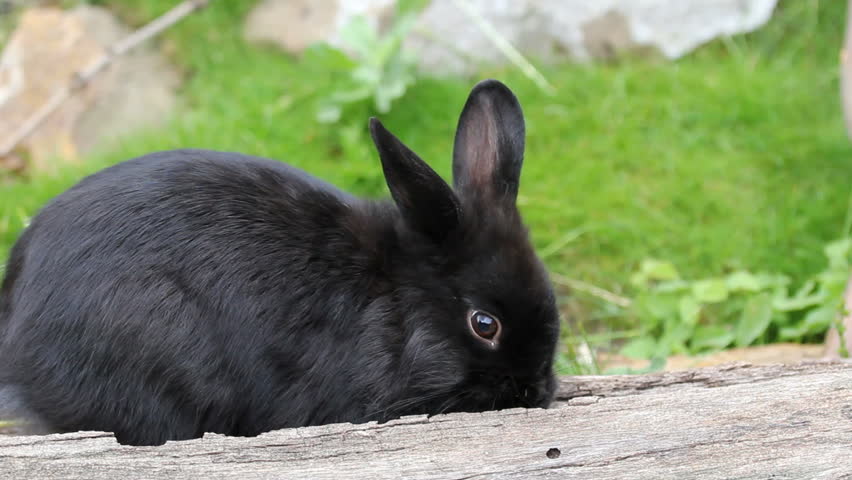 Black bunny фото