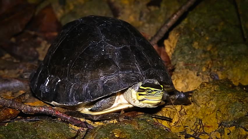 Endangered Amboina Box Turtle (cuora Stock Footage Video (100% Royalty ...