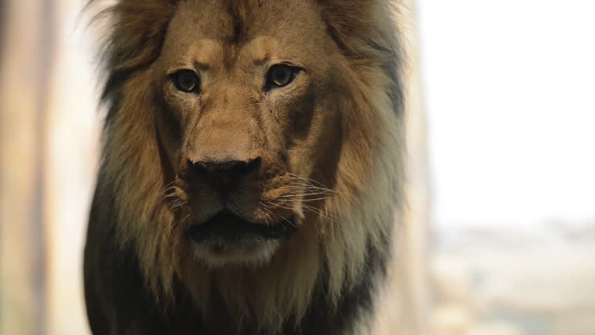 Roaring Lion Stock Footage Video 5370560 | Shutterstock