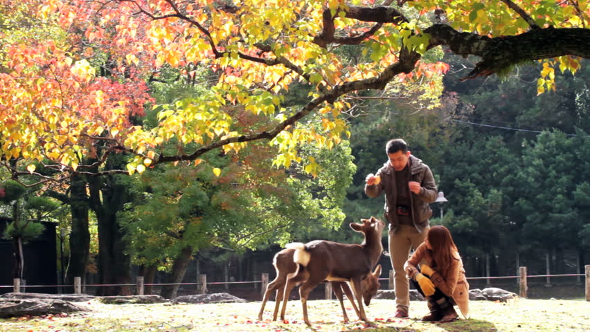 Nara, 7 Tempat Wisata di Jepang yang Wajib Dikunjungi Saat Liburan