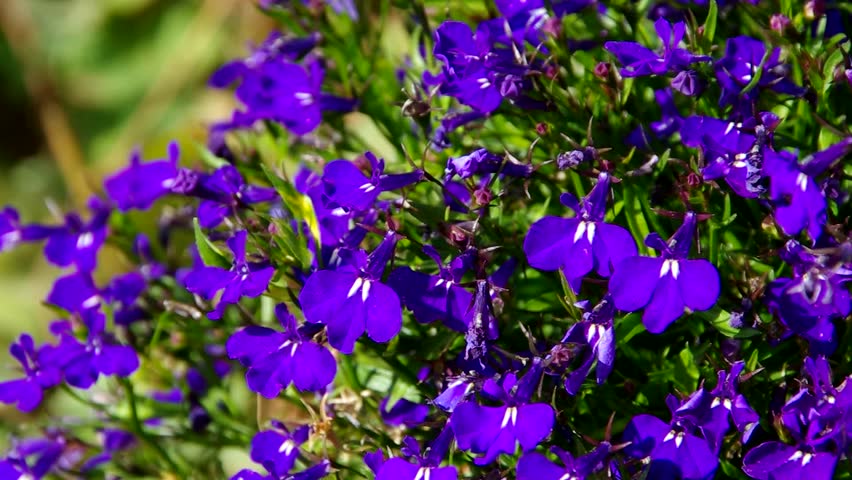 Header of lobelia