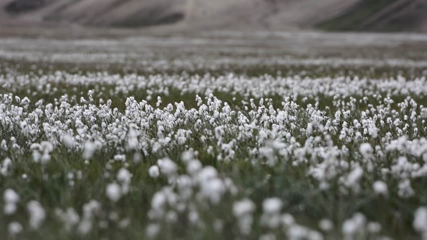 Field Of White Cotton Gr Flowers With Hillountains Field Of White Cotton Gr Flowers Moving In A Wind At The Sunset Landmannalaugar