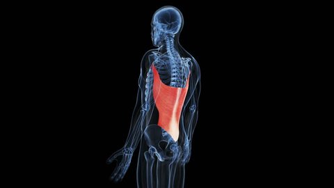 Medical Animation Highlighted Muscle Latissimus Dorsi Stock Footage Video (100% Royalty-free) 5362796 | Shutterstock Medical Animation Highlighted Muscle Latissimus Dorsi Stock Footage Video (100% Royalty-free) 5362796 | Shutterstock