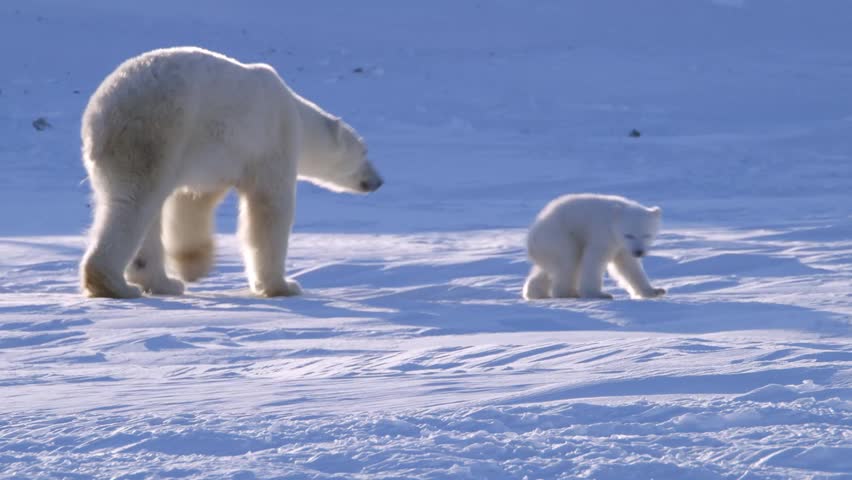 Polar bears on the ice image free stock photo public domain photo
