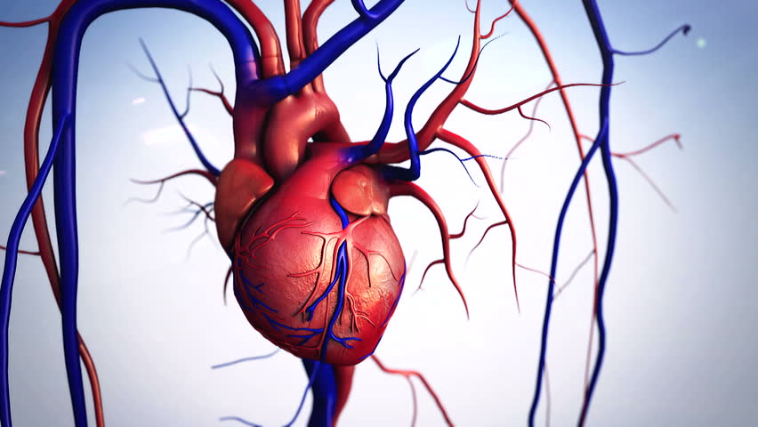 3D Human Heart Model Free Download