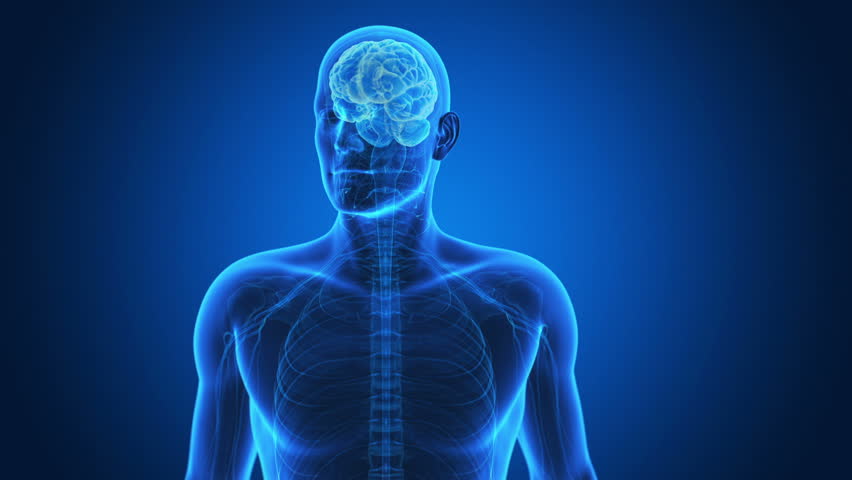 medical animation of the human nervous system 스톡 비디오 클립 | Shutterstock