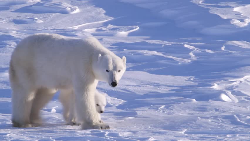 polar-bears-on-the-ice-image-free-stock-photo-public-domain-photo