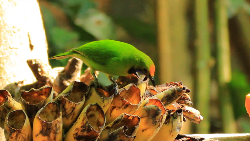 Header of leafbird