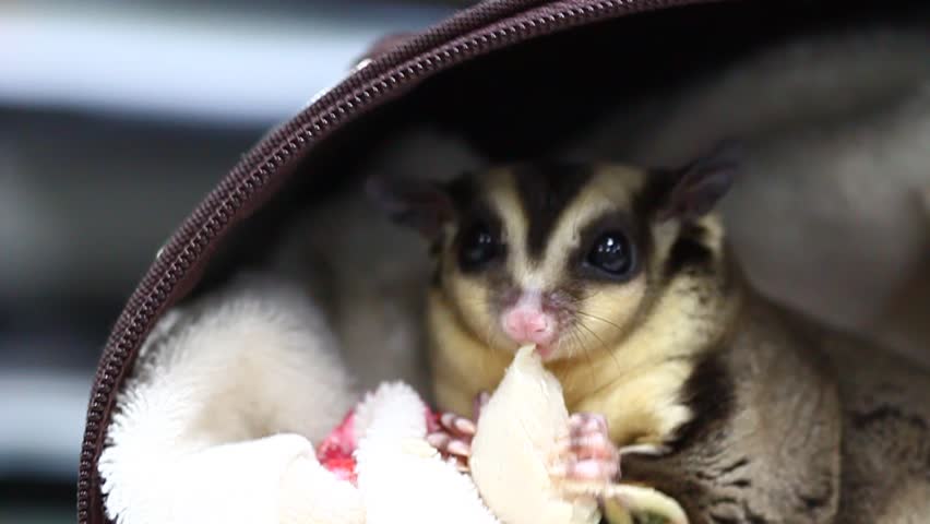 raising a sugar glider