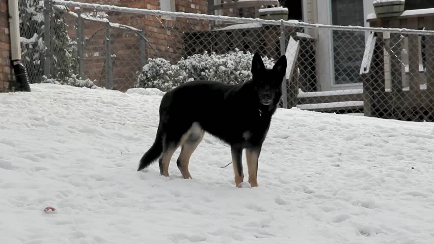 Hd00 06black And Tan Female German Shepherd Dog In A Snow