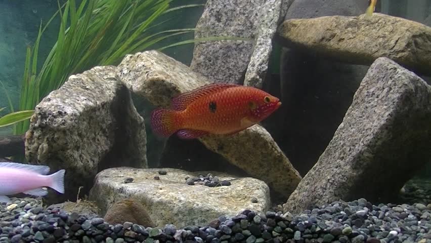 Red Chromis and Other Cichlid Stock Footage Video (100% Royalty-free