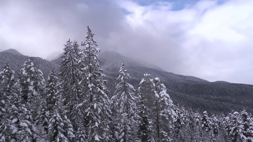 Winter Snow Trees. Aerial View Fly Over. Nature Stock Footage Video ...