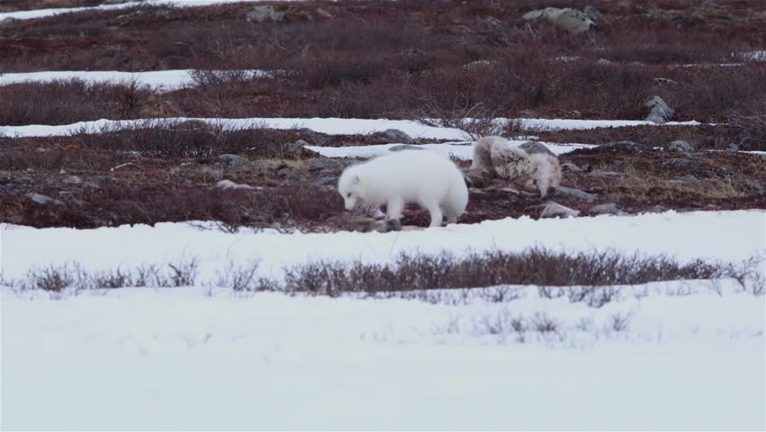 Arctic Fox Chews A Caribou Carcass. Stock Footage Video 5328395 ...