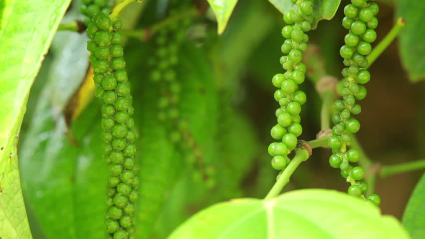 Header of Mysore